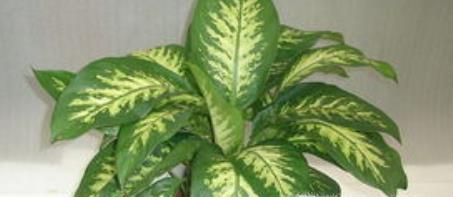 在家里养什么花好