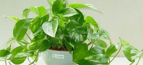 在家里养什么花好