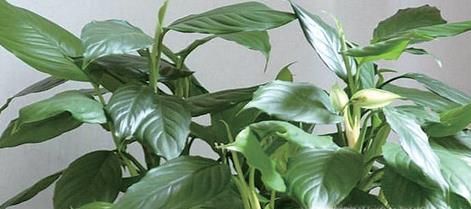 在家里养什么花好