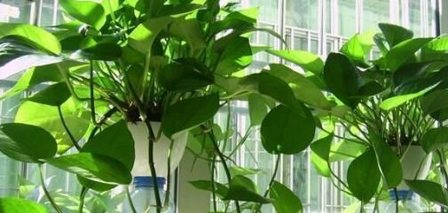 在家里养什么花好