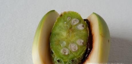 常吃槟榔的好处和危害