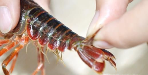 小龙虾怎么清洗