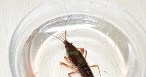 小龙虾怎么清洗