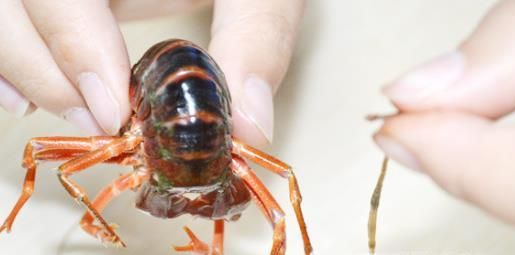 小龙虾怎么清洗