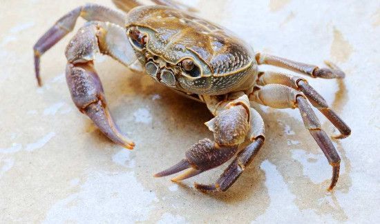 螃蟹里面的黄稀能吃吗