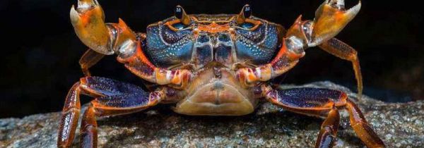 螃蟹里面的黄稀能吃吗