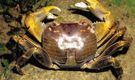 螃蟹里面的黄稀能吃吗