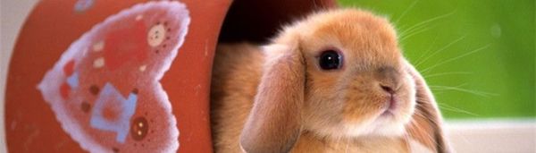 兔子为什么会吃幼崽？