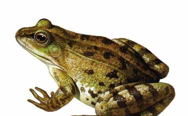 青蛙大约有几种？