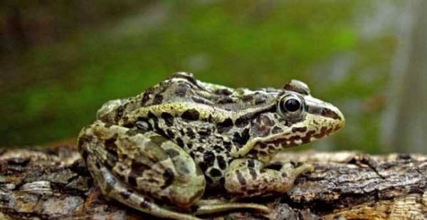 青蛙大约有几种？