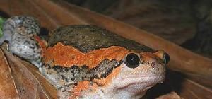 青蛙大约有几种？