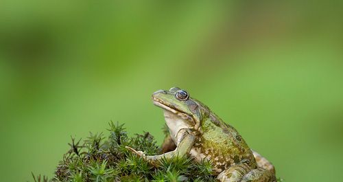 青蛙大约有几种？
