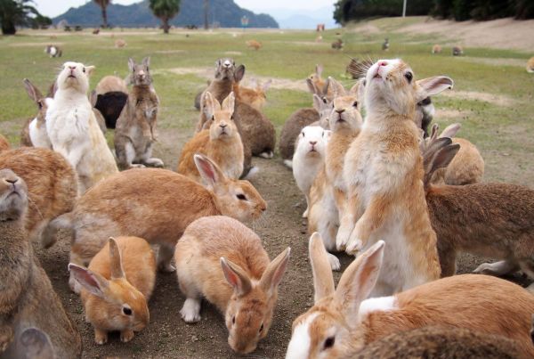 兔子为什么会吃幼崽？