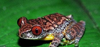 青蛙大约有几种？