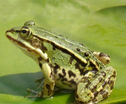 青蛙大约有几种？