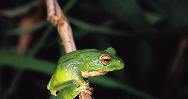 青蛙大约有几种？