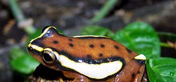 青蛙大约有几种？