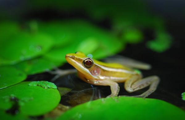 青蛙大约有几种？