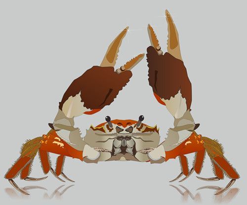 螃蟹有几条腿？