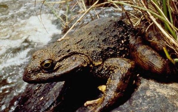 青蛙大约有几种？