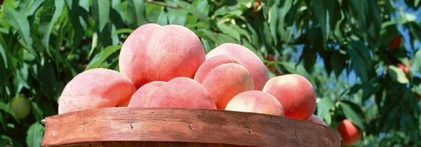 桃子和龙眼能一起吃吗