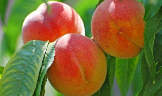 桃子和龙眼能一起吃吗