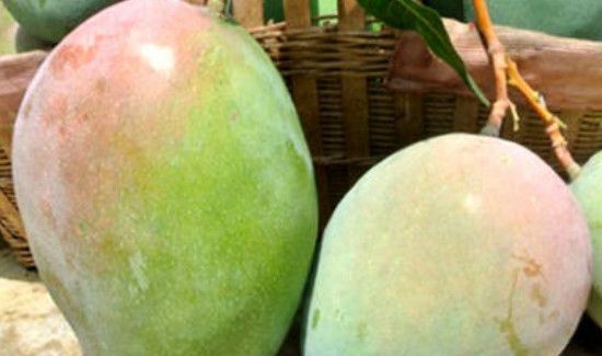 芒果有油漆味是怎么回事