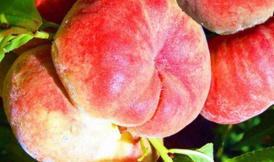 蟠桃怎么保存是放冰箱里吗