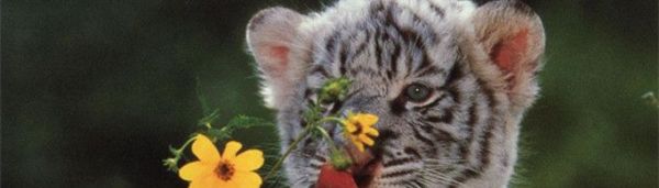 心有猛虎细嗅蔷薇什么意思？