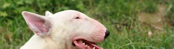 牛头梗为什么禁养?