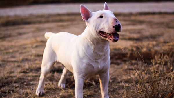 牛头梗为什么禁养?