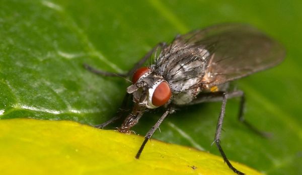 苍蝇为什么喜欢往人身上飞?