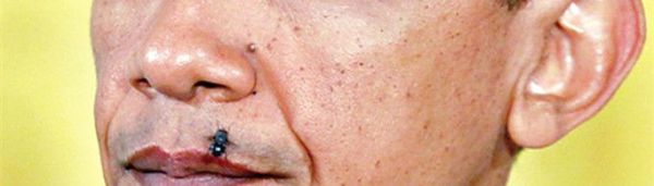 苍蝇为什么喜欢往人身上飞?