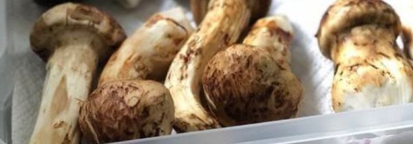 松茸放冰箱冷冻可以放多久