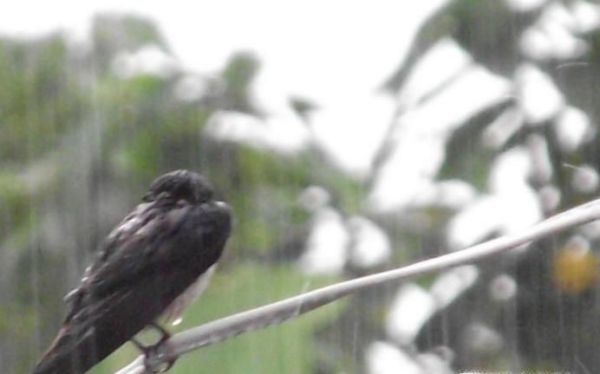 下雨前动物有哪些征兆