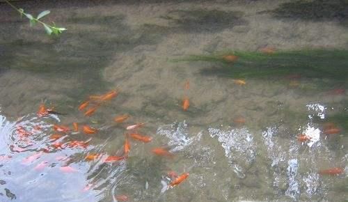 下雨前动物有哪些征兆