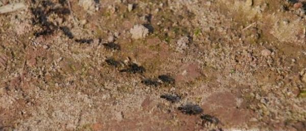 下雨前动物有哪些征兆