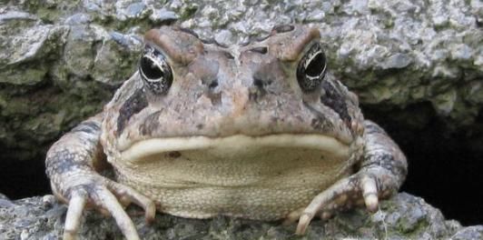 下雨前动物有哪些征兆