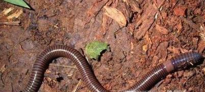 下雨前动物有哪些征兆