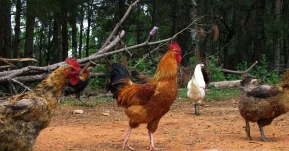 下雨前动物有哪些征兆