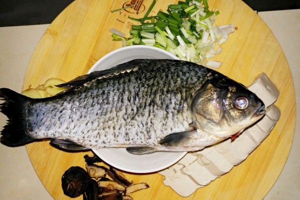 鱼胶是鱼的哪个部位?