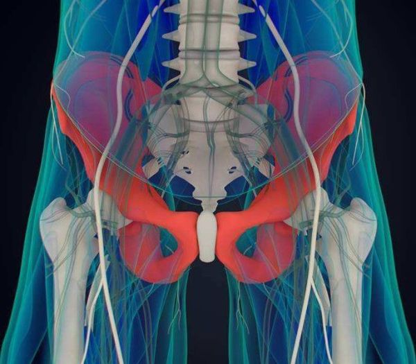 髋关节在哪个部位？