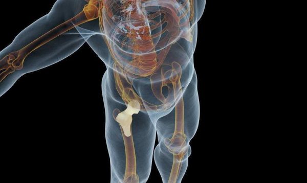 髋关节在哪个部位？