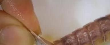 怎样正确吃皮皮虾？