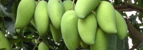 青芒果自然放置能熟吗