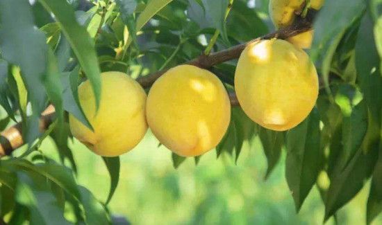 夏天黄桃需要放冰箱吗