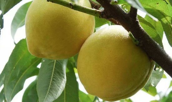 夏天黄桃需要放冰箱吗