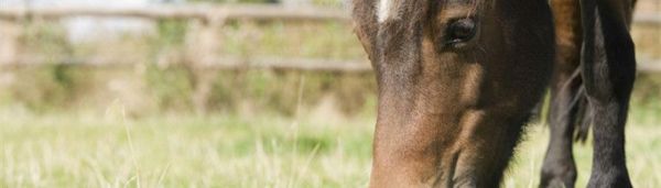 为什么好马不吃回头草？