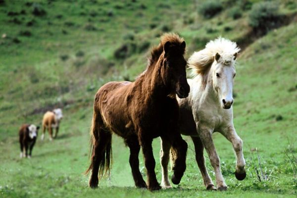 为什么好马不吃回头草？