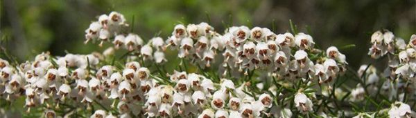 石楠花为什么叫最污花?